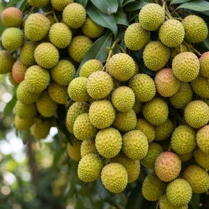 May include: A large cluster of lychee fruit hanging from a tree branch. The fruits have a bumpy, textured rind that transitions in color from light green to pale yellow and hints of pinkish-red, surrounded by long, dark green, pointed leaves.