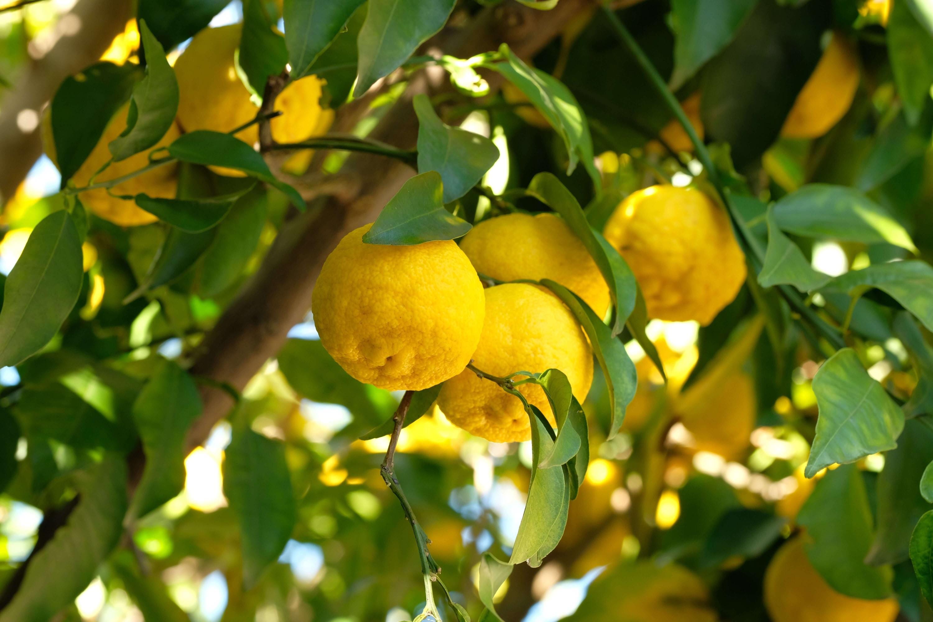 Yuzu Seed - Etsy