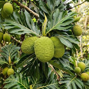 May include: A breadfruit tree with multiple round, bumpy, light green fruits hanging from branches among large, deeply lobed, dark green leaves. The fruits have a textured, pebbled surface and are clustered throughout the foliage.