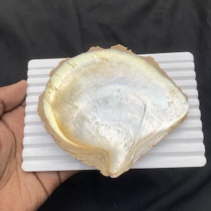Piedras preciosas de nácar de concha marina natural, lote al por mayor, para la fabricación de joyas.