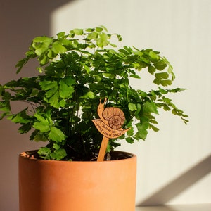 Grow At Your Own Pace Snail Wood Plant Pick [Encouraging, Uplifting, Houseplant Gifts for Her, Plant Lovers, Birthday]