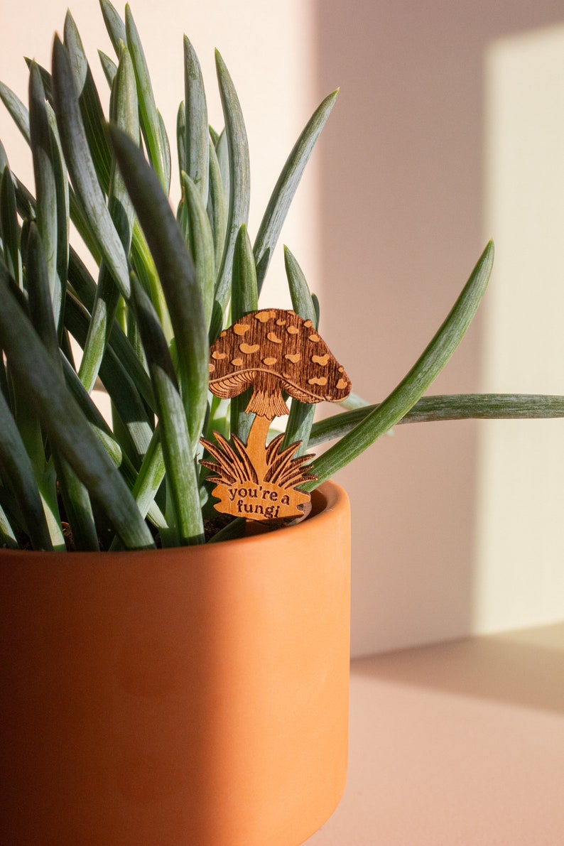 May include: A wooden mushroom plant marker with the text "you're a fungi" in a terracotta pot with a green succulent plant.