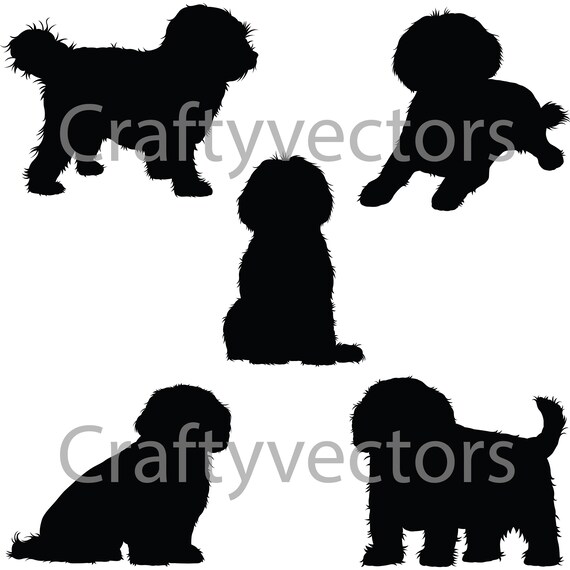 cavachon nz