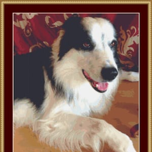 Puede incluir: Un perro border collie blanco y negro con ojos marrones está acostado en un cojín con estampado rojo y dorado. El perro tiene la lengua fuera y parece feliz.