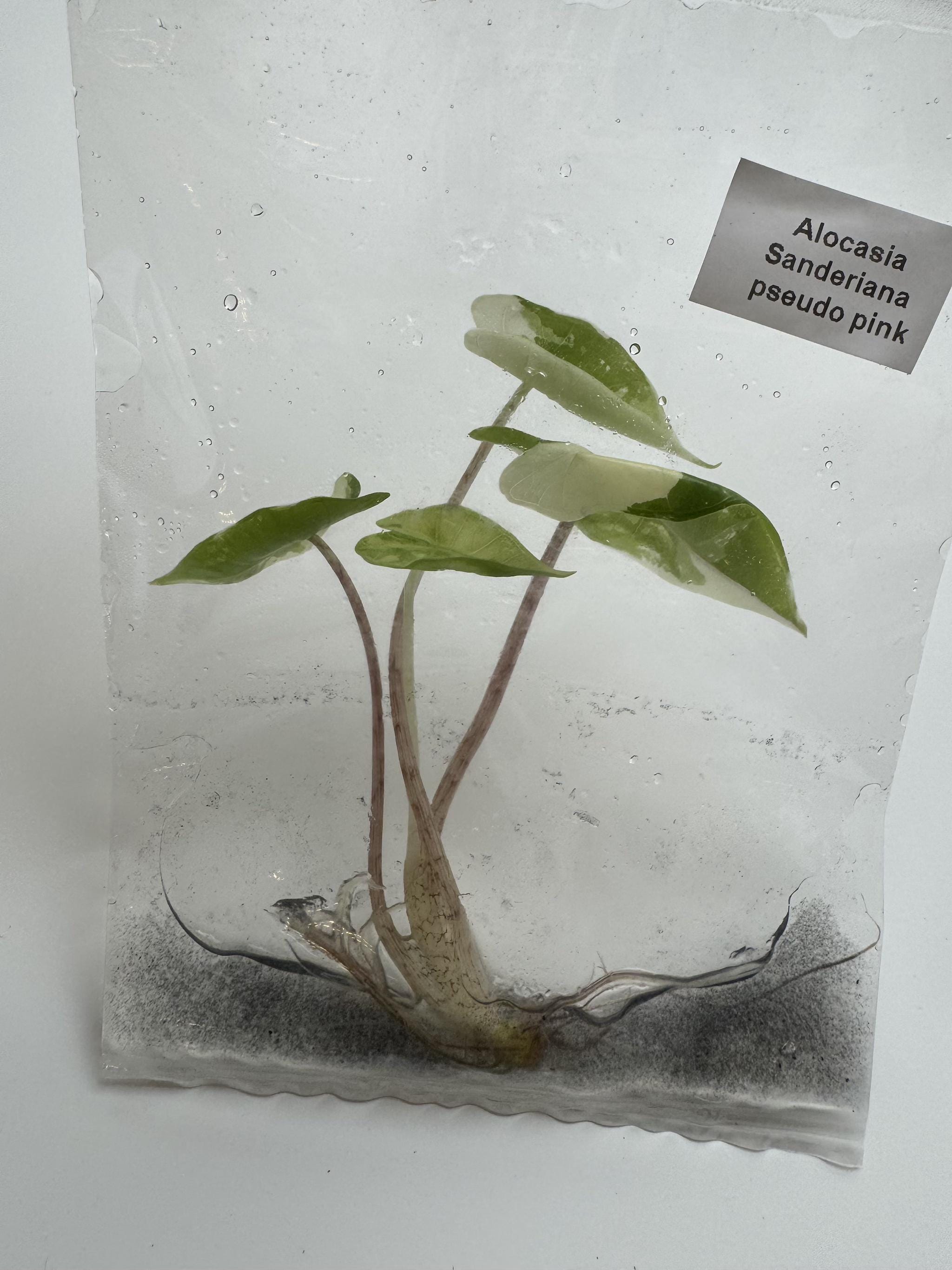 Variegated alocasia sanderiana - Etsy 日本
