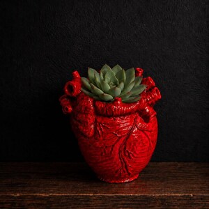 May include: A bright red ceramic planter shaped like an anatomical human heart with a glossy finish. The planter features realistic molded veins and arterial openings, containing a green succulent plant nestled within the top cavity of the heart.