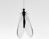 Insect Art, Black and White Photography, Monochromatic, Minimal Art, Modern Wall Art, Nature Print, Fly, Modern Print, Black and White Print
