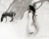 Surreal Art Tribal  - Dreamer - Woman in White Dress, Black Horse, Tree Nature Photography, Black and White Grey Fine Art