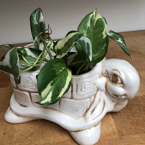 Puede incluir: Una maceta de tortuga de cer&aacute;mica blanca con una planta verde y blanca variegada creciendo en su interior. La tortuga tiene un caparaz&oacute;n detallado y una cara amigable.