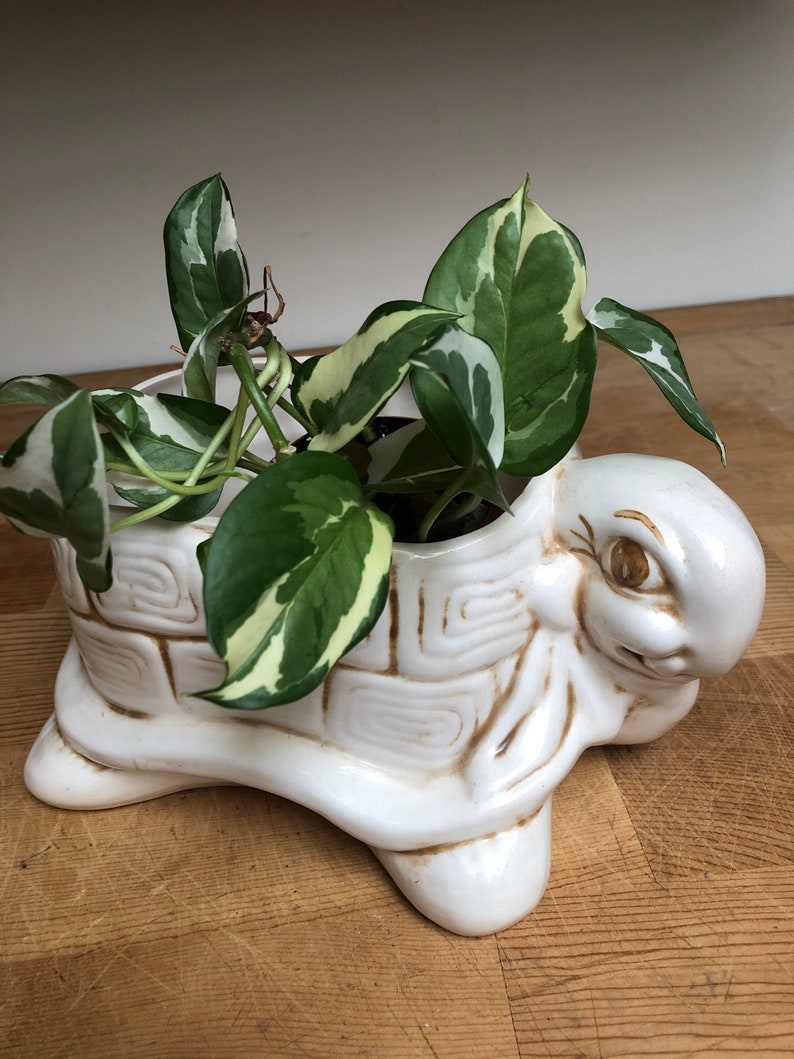 Puede incluir: Una maceta de tortuga de cer&aacute;mica blanca con una planta verde y blanca variegada creciendo en su interior. La tortuga tiene un caparaz&oacute;n detallado y una cara amigable.