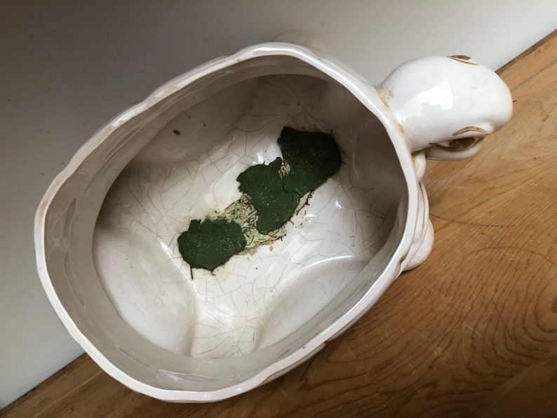 Puede incluir: Maceta de cer&aacute;mica blanca en forma de tortuga con un esmalte agrietado y una mancha verde en el interior. La cabeza de la tortuga est&aacute; levantada y sus ojos est&aacute;n pintados de marr&oacute;n.