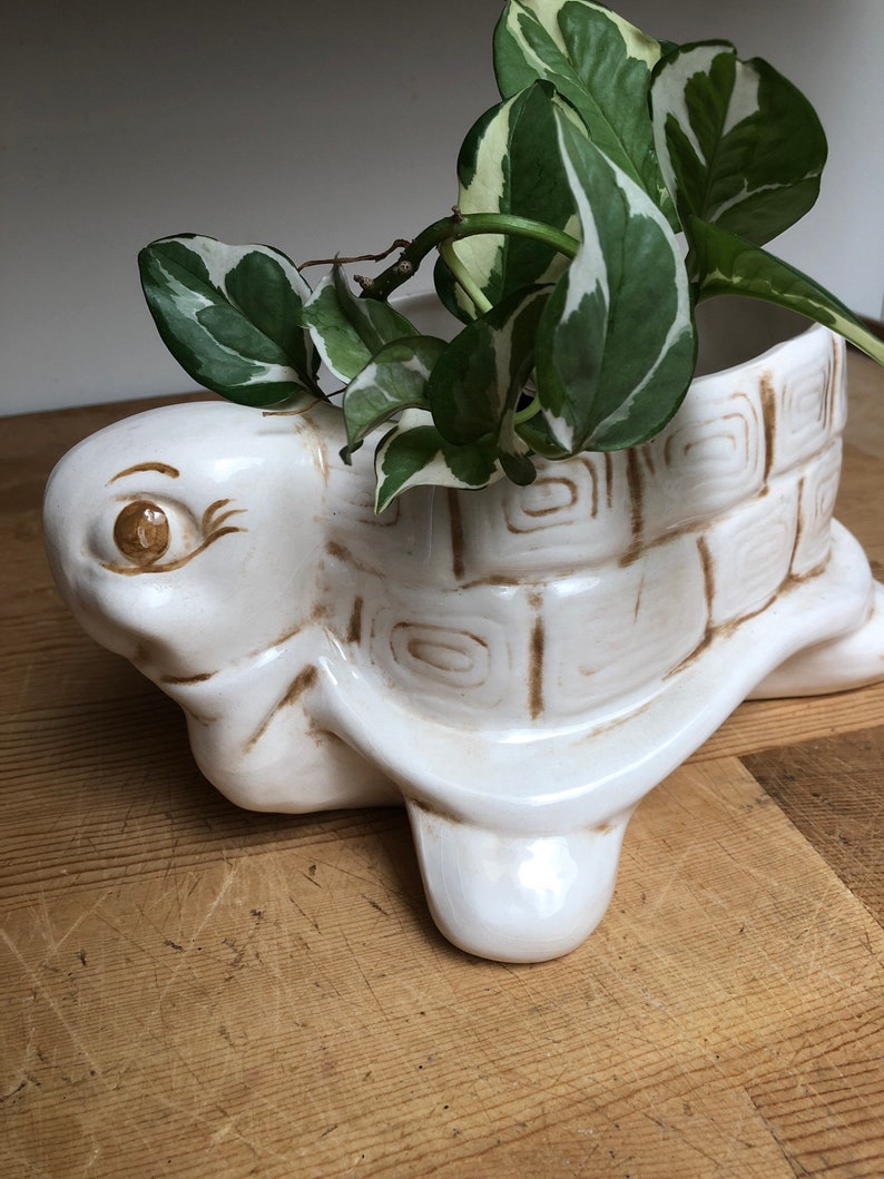 Puede incluir: Maceta de cer&aacute;mica blanca en forma de tortuga con detalles marrones, con una planta verde con hojas blancas.