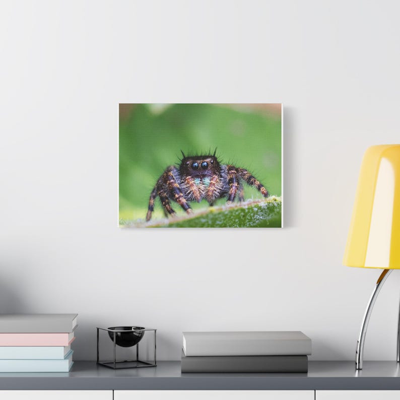 A Curious Perspective | Original Jumping Spider Photography (No frame) zdjęcie 8