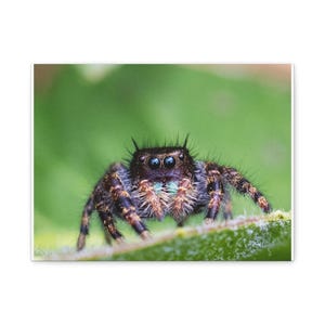 A Curious Perspective | Original Jumping Spider Photography (No frame) zdjęcie 6
