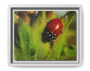 Among the Green | Original Lady Beetle Photography