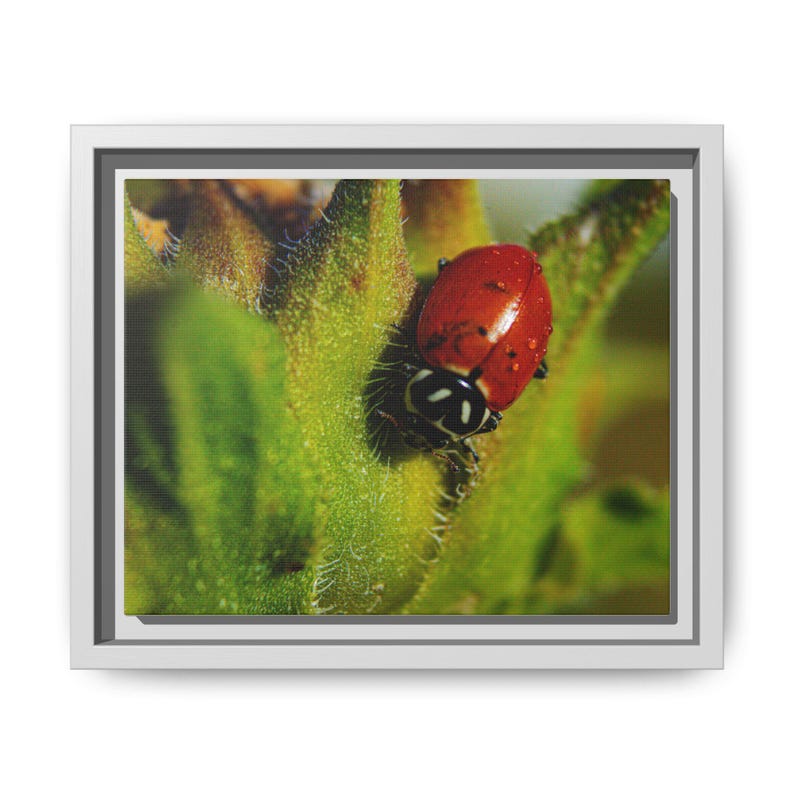 Among the Green | Original Lady Beetle Photography imagen 1