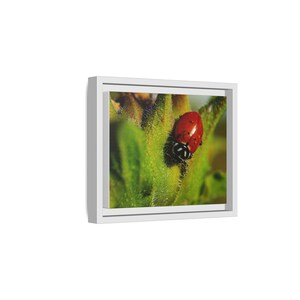 Among the Green | Original Lady Beetle Photography imagen 2