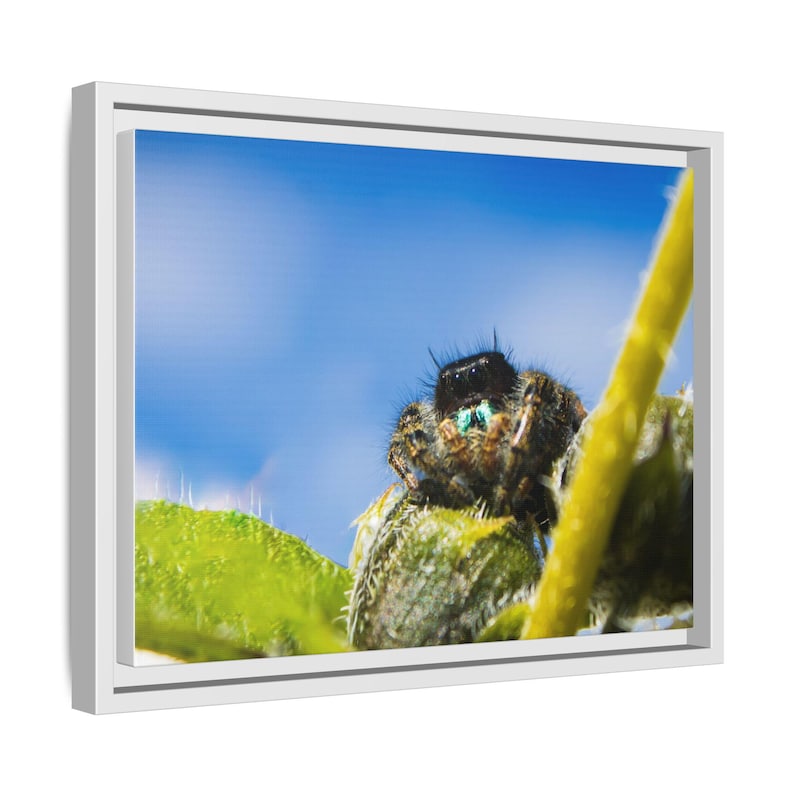 Ocho ojos de asombro / Fotografía original de arañas saltarinas imagen 6