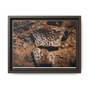 Ancient Armor | Fossil Photography Canvas Print | Prehistoric Natural History Wall Art image 17