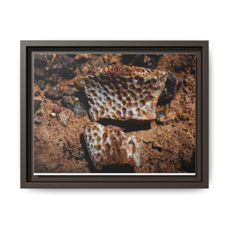 Ancient Armor | Fossil Photography Canvas Print | Prehistoric Natural History Wall Art image 17