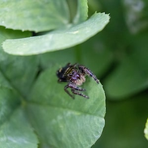 May include: A small jumping spider with a dark, patterned body and visible eyes, perched on a vibrant green clover leaf. The spider features fine, light-colored hairs around its face and dark, segmented legs resting on the textured leaf surface.