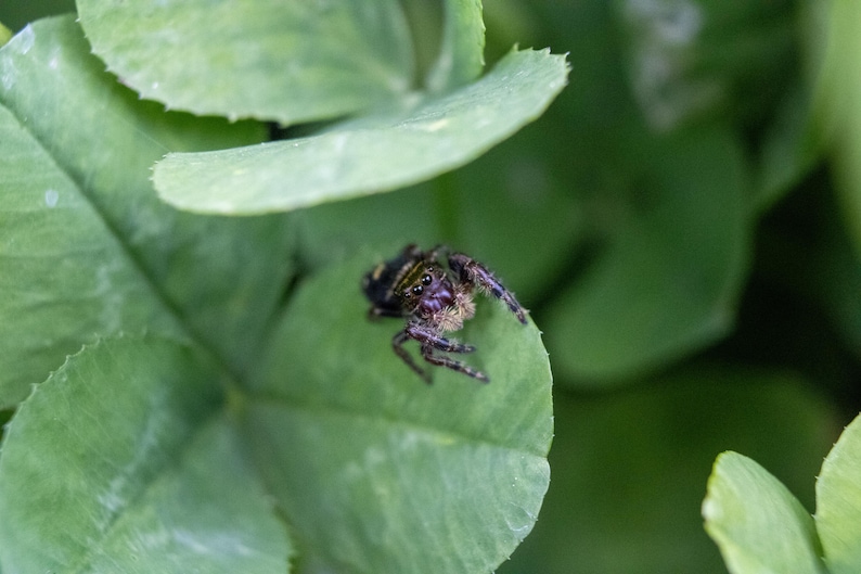May include: A small jumping spider with a dark, patterned body and visible eyes, perched on a vibrant green clover leaf. The spider features fine, light-colored hairs around its face and dark, segmented legs resting on the textured leaf surface.