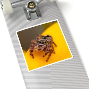 Golden Curiosity | Original Jumping Spider Photography Sticker 画像 8