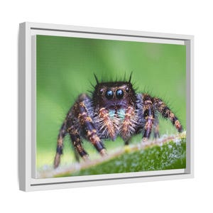 A Curious Perspective | Original Jumping Spider Photography image 6