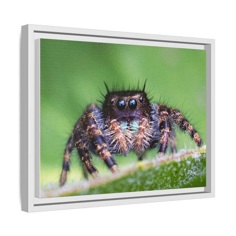 A Curious Perspective | Original Jumping Spider Photography image 6