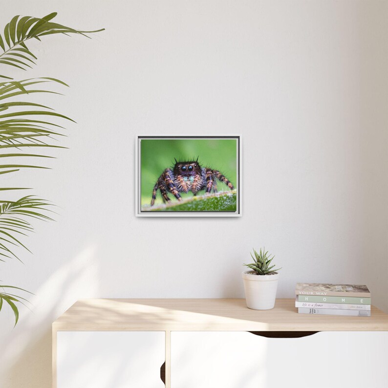 A Curious Perspective | Original Jumping Spider Photography image 7