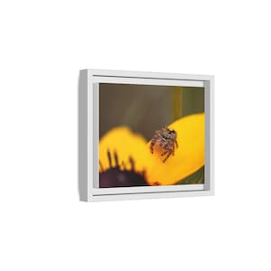 Goldene Neugier | Originalfotografie der Springspinne Bild 2