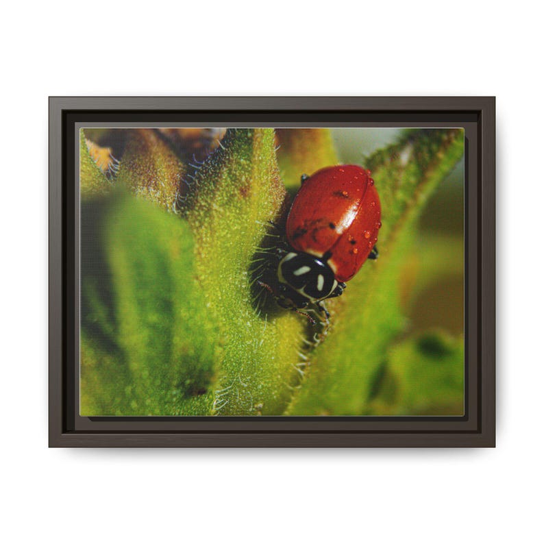 Among the Green | Original Lady Beetle Photography imagen 17