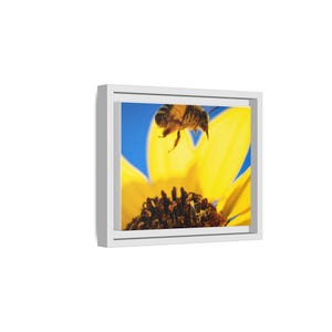 The Pollinator’s Dance | Original Bee Photography image 2