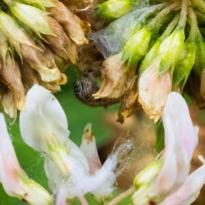 May include: A small, fuzzy, dark-colored jumping spider is nestled within a cluster of clover flowers. The spider is positioned among a mix of dried, brownish-tan petals and fresh, light green buds, with thin, wispy white silk webbing visible.