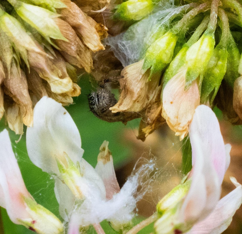 May include: A small, fuzzy, dark-colored jumping spider is nestled within a cluster of clover flowers. The spider is positioned among a mix of dried, brownish-tan petals and fresh, light green buds, with thin, wispy white silk webbing visible.
