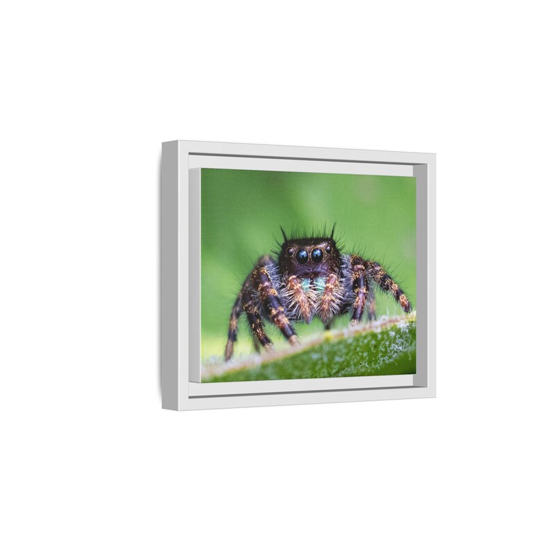 A Curious Perspective | Original Jumping Spider Photography image 2