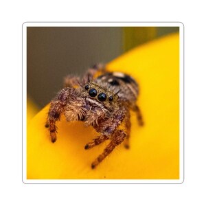 Golden Curiosity | Original Jumping Spider Photography Sticker 画像 10