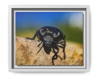 Black Beetle Macro Photography Print | The Little Wanderer | Insect Wall Art | Nature Photography | Entomology Decor