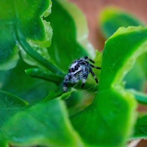 May include: A small jumping spider with black and white patterned markings resting on a vibrant green plant with broad, textured leaves. The spider is positioned on the central stem, displaying its multiple eyes and dark, segmented legs.
