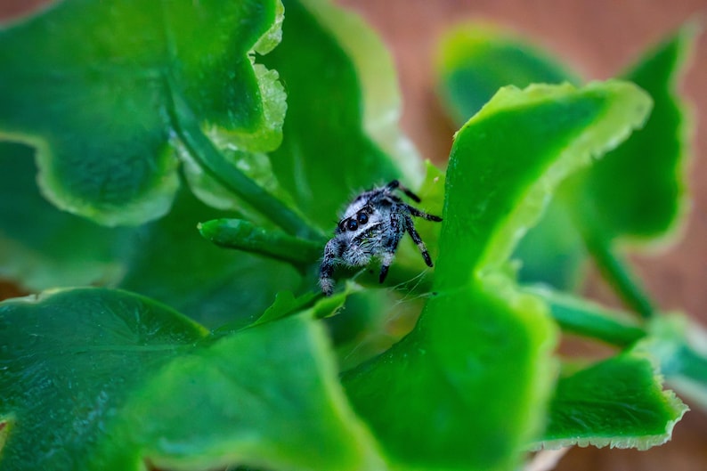 May include: A small jumping spider with black and white patterned markings resting on a vibrant green plant with broad, textured leaves. The spider is positioned on the central stem, displaying its multiple eyes and dark, segmented legs.