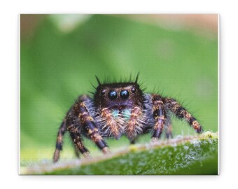A Curious Perspective | Original Jumping Spider Photography (No frame)