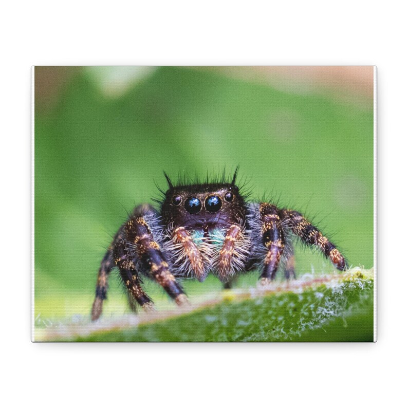 A Curious Perspective | Original Jumping Spider Photography (No frame) zdjęcie 1