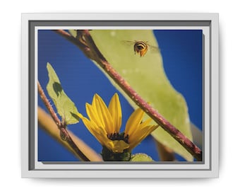 Between the Blooms | Original Nature Photography