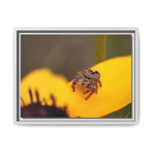 Goldene Neugier | Originalfotografie der Springspinne Bild 5