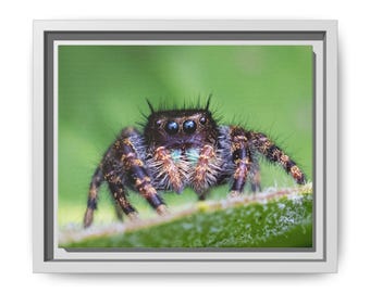 Könnte beinhalten: Eine Makroaufnahme einer kleinen Springspinne mit dunklem, pelzigem Körper, markanten schwarzen Augen und hellen Härchen an den Beinen. Die Spinne sitzt auf einem grünen Blatt und zeigt detaillierte Texturen an ihrem Exoskelett.