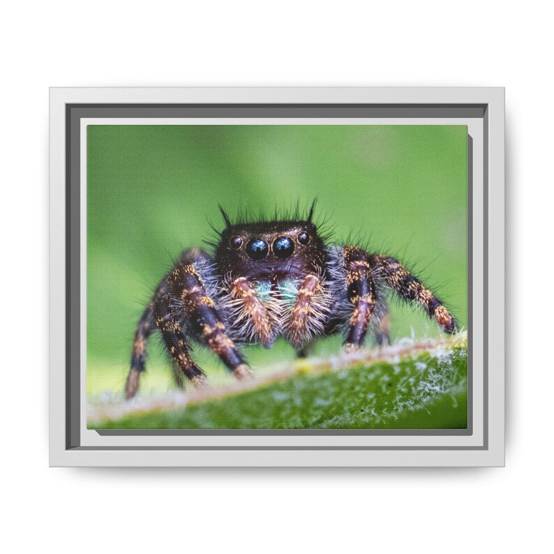 A Curious Perspective | Original Jumping Spider Photography image 1