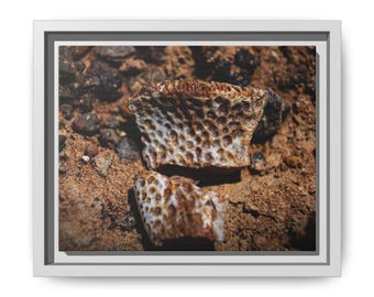 Ancient Armor | Fossil Photography Canvas Print | Prehistoric Natural History Wall Art