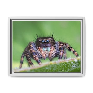 A Curious Perspective | Original Jumping Spider Photography image 5