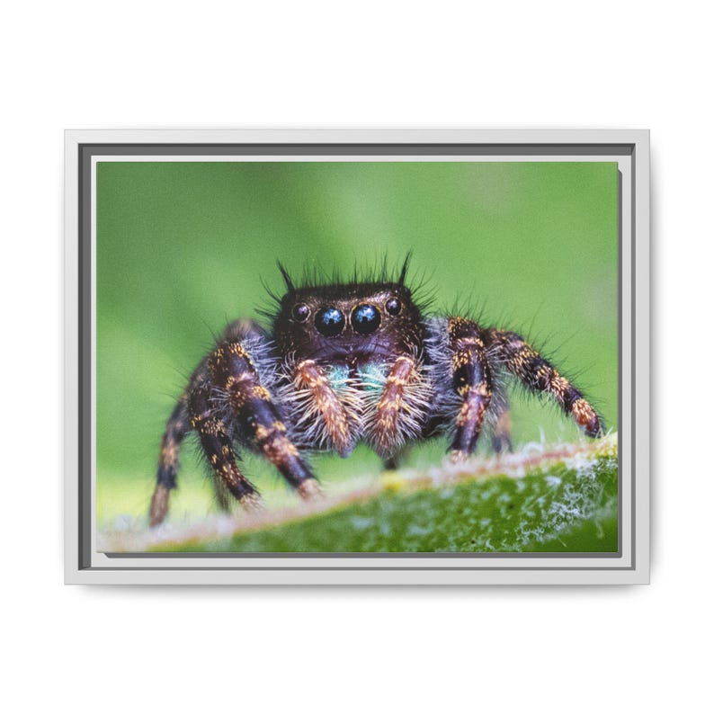A Curious Perspective | Original Jumping Spider Photography image 5