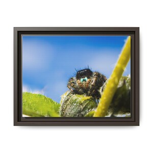 Ocho ojos de asombro / Fotografía original de arañas saltarinas imagen 17